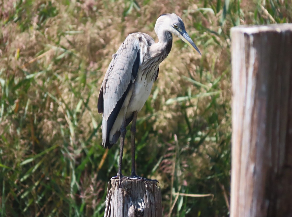 Gray Heron - ML643650446