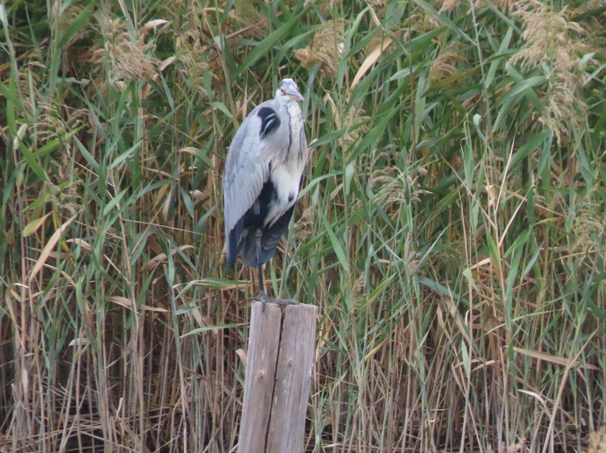 Gray Heron - ML643650448