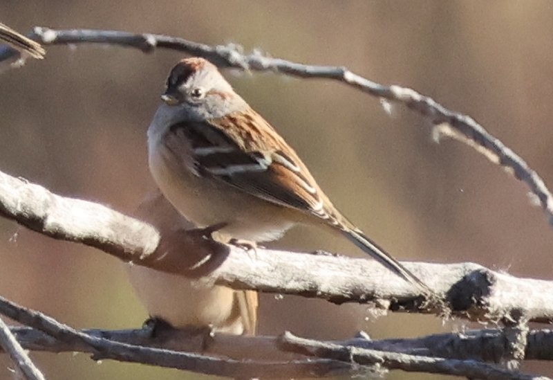American Tree Sparrow - ML643650456