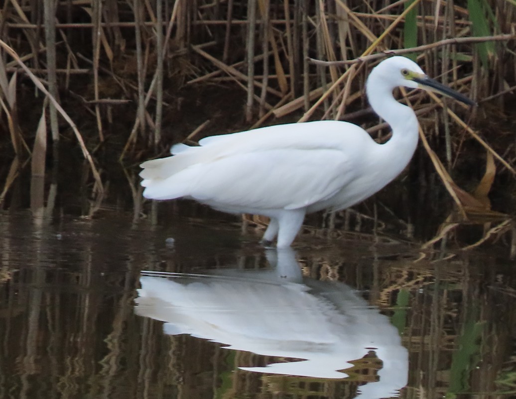 Little Egret - ML643650462