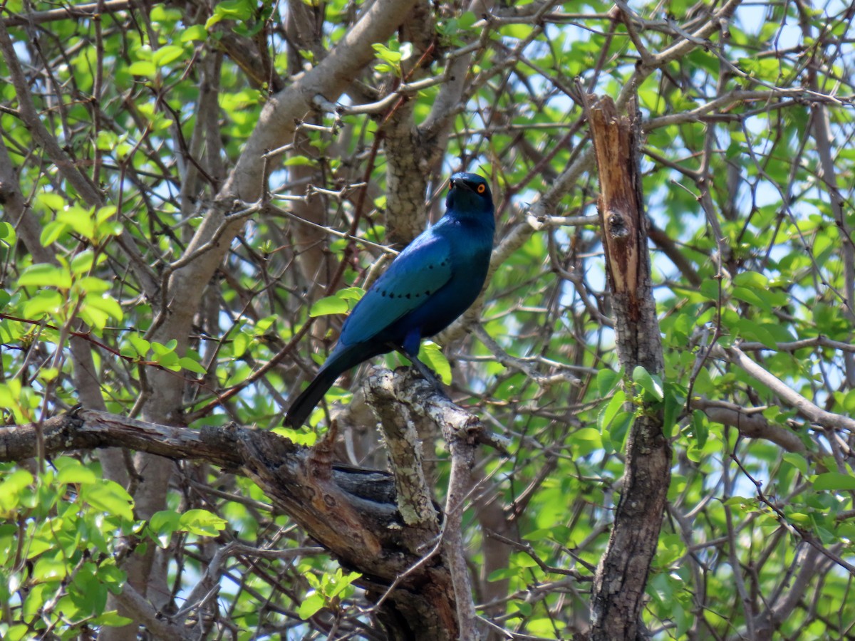 Greater Blue-eared Starling - ML643650464