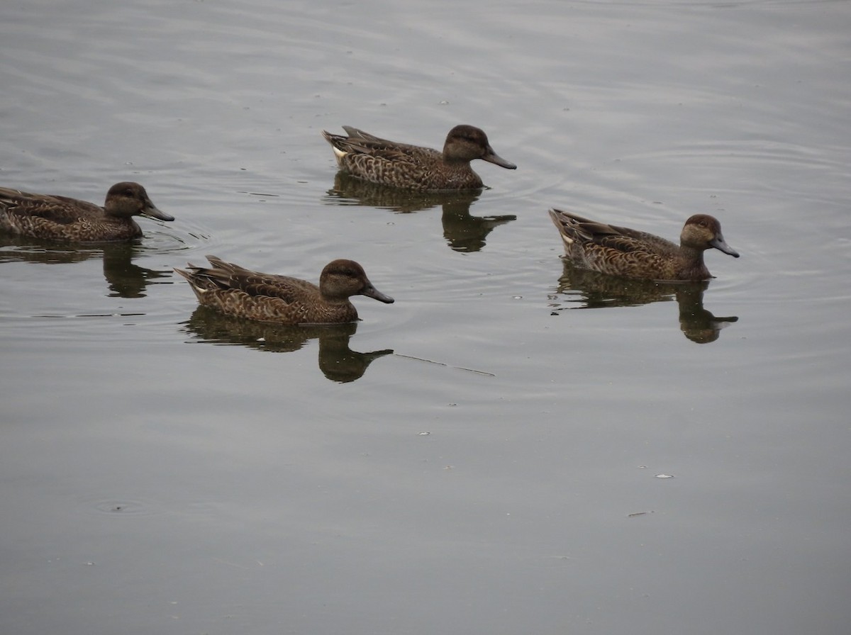 Green-winged Teal - ML643650470