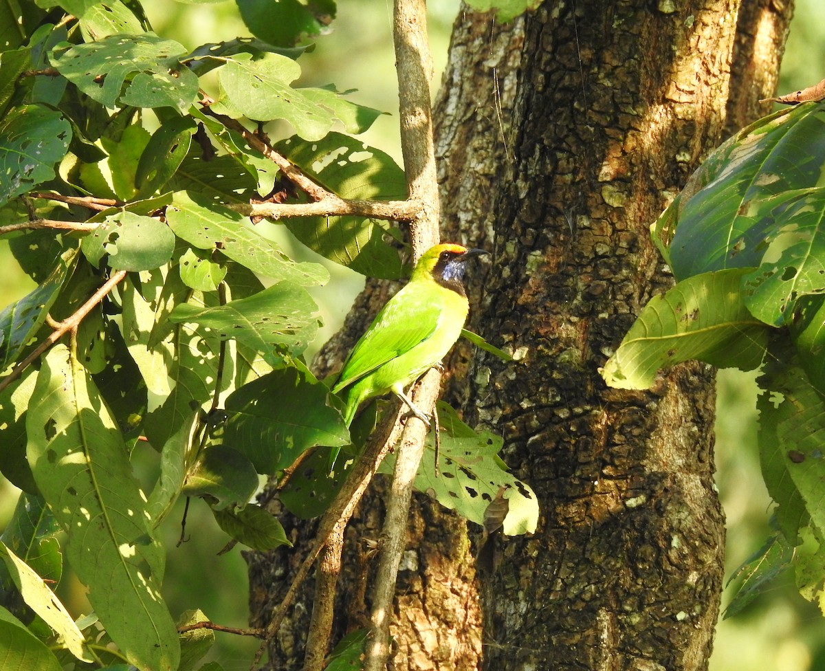 Golden-fronted Leafbird - ML643650472