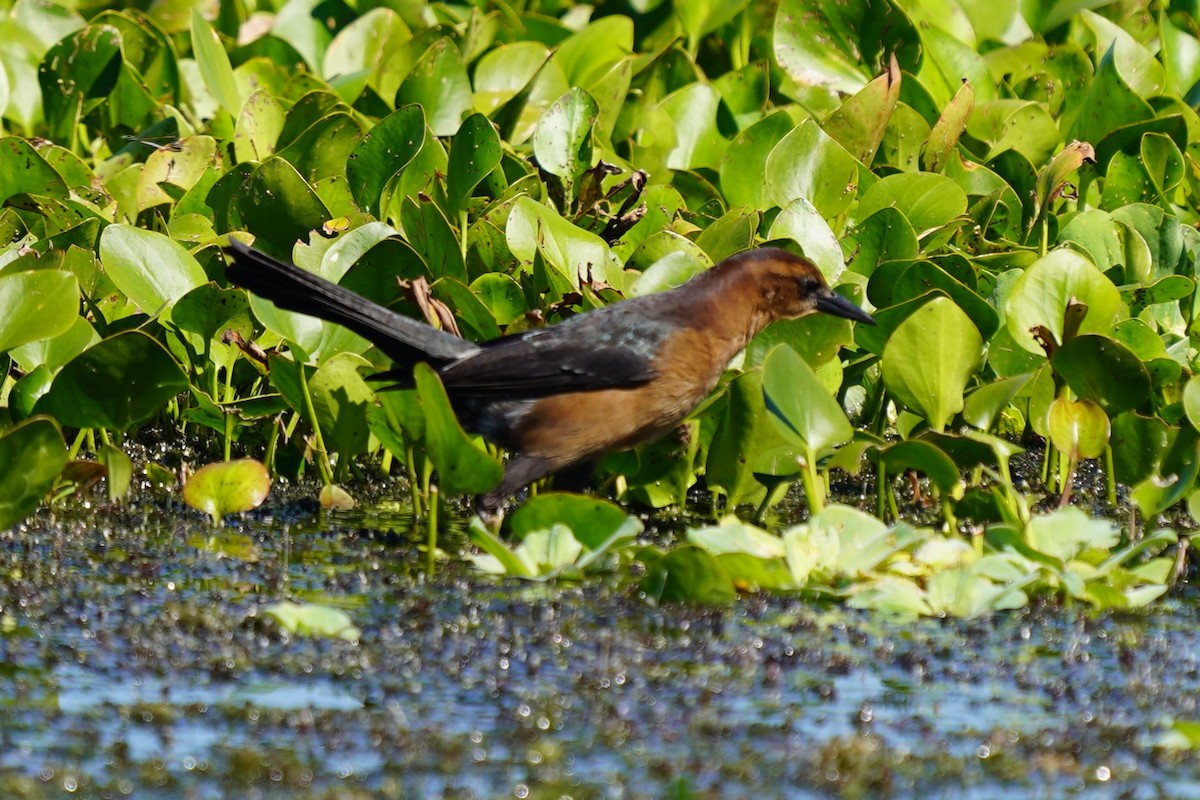 vlhovec člunoocasý - ML643650510