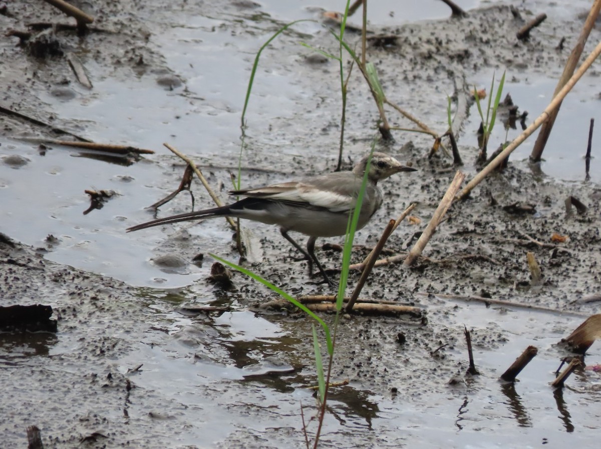 Japanese Wagtail - ML643650531