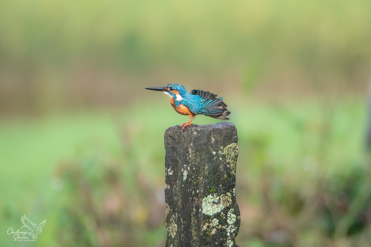 Common Kingfisher - ML643650574