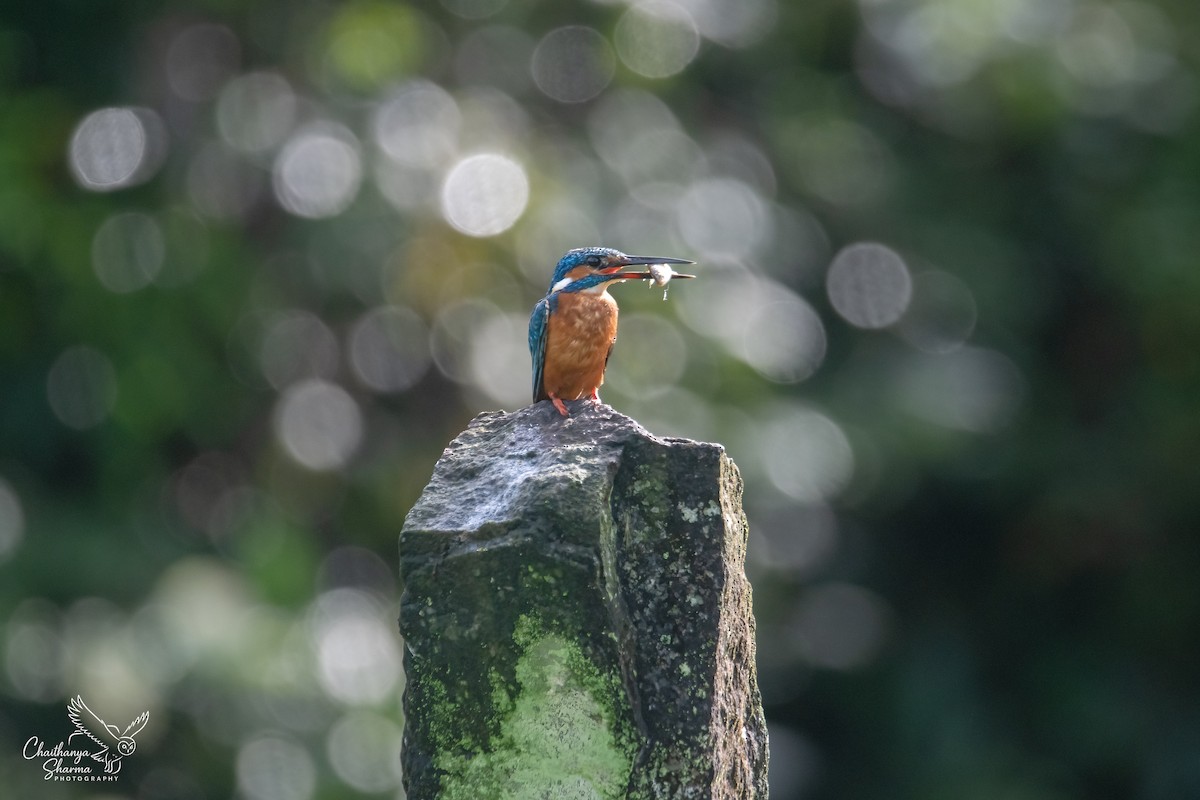 Common Kingfisher - ML643650575