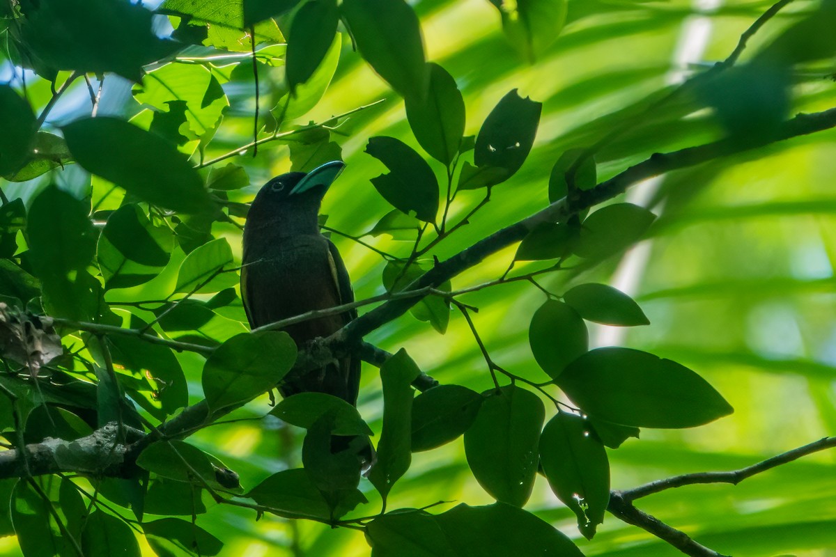 Banded Broadbill (Banded) - ML643650616