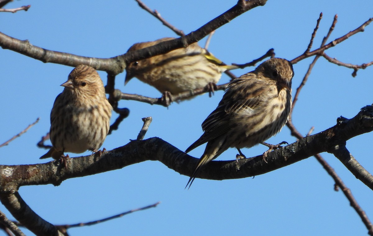 Pine Siskin - ML643650630