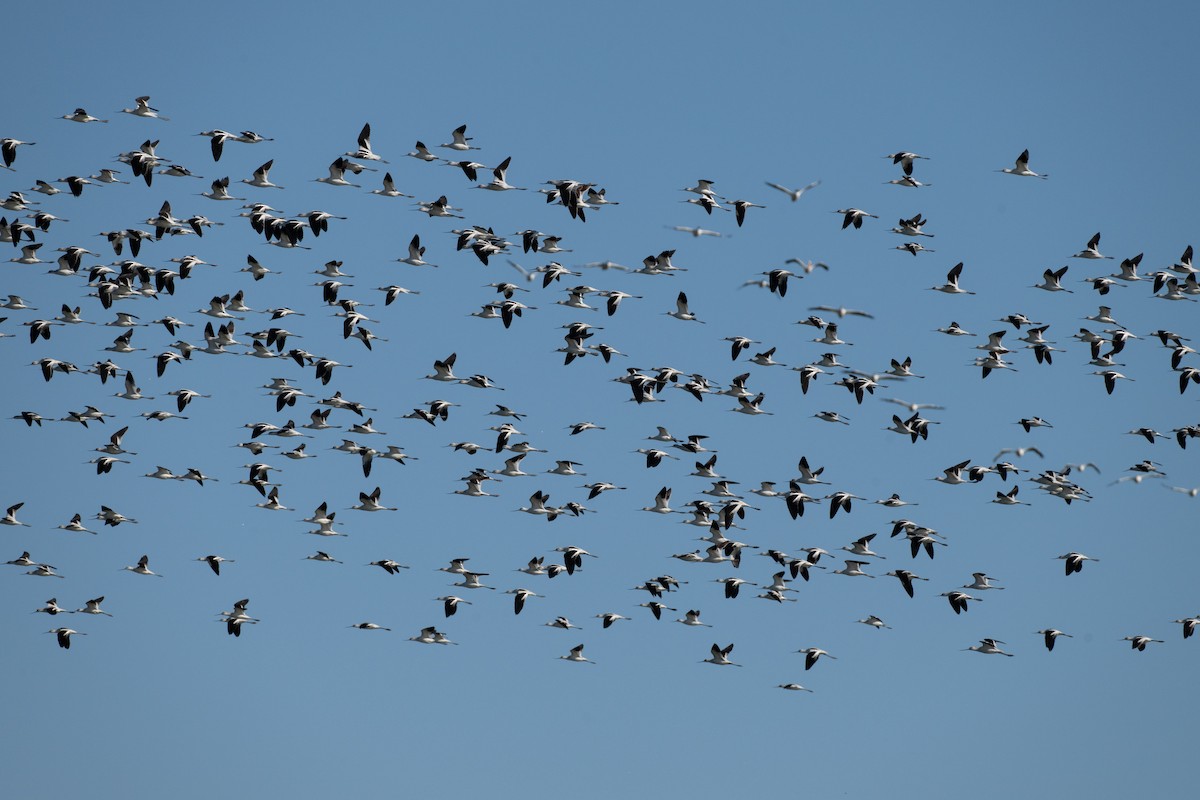 American Avocet - ML643650631