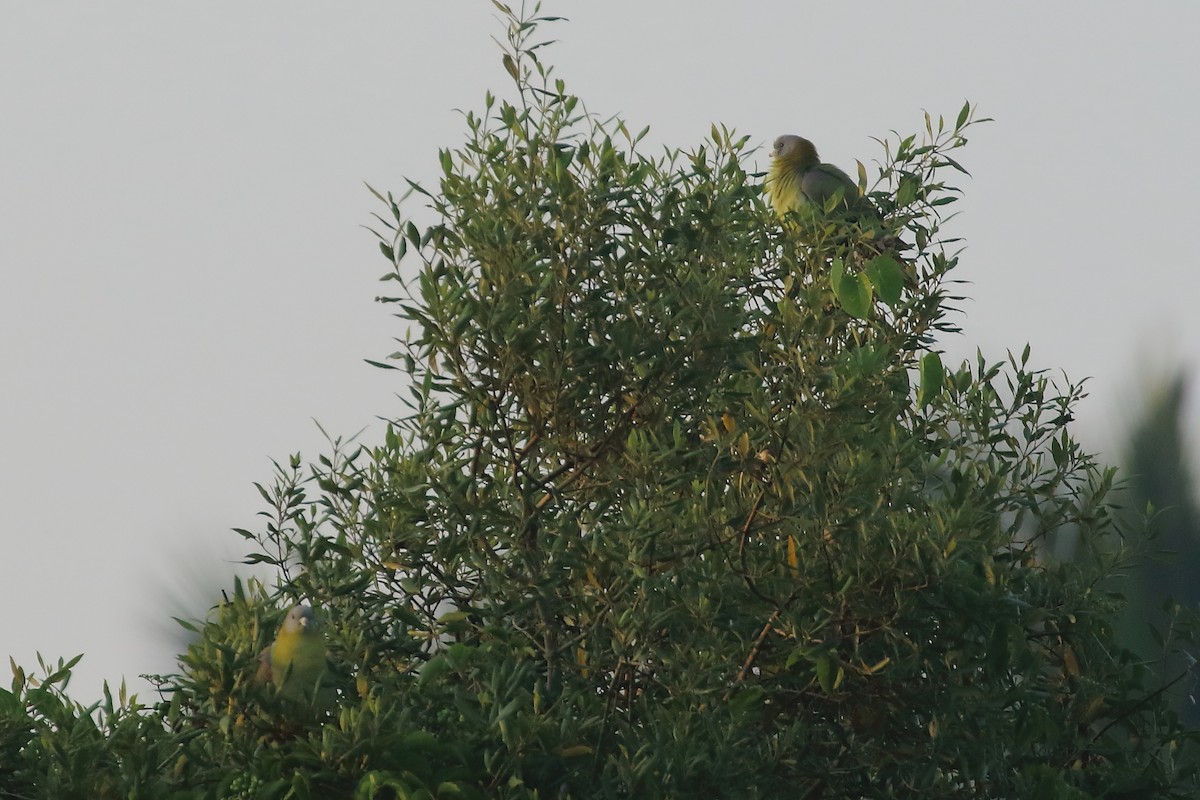 Yellow-footed Green-Pigeon - ML643650634