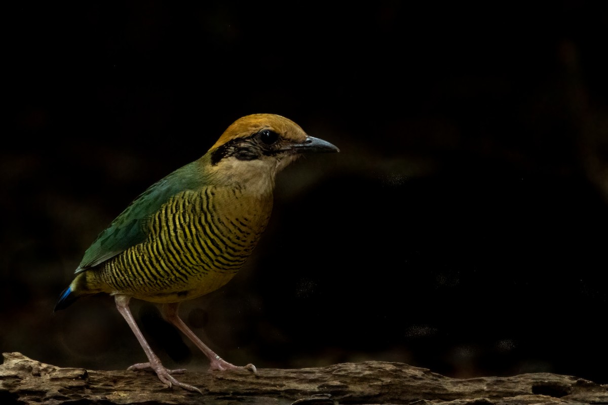 Bar-bellied Pitta - ML643650667