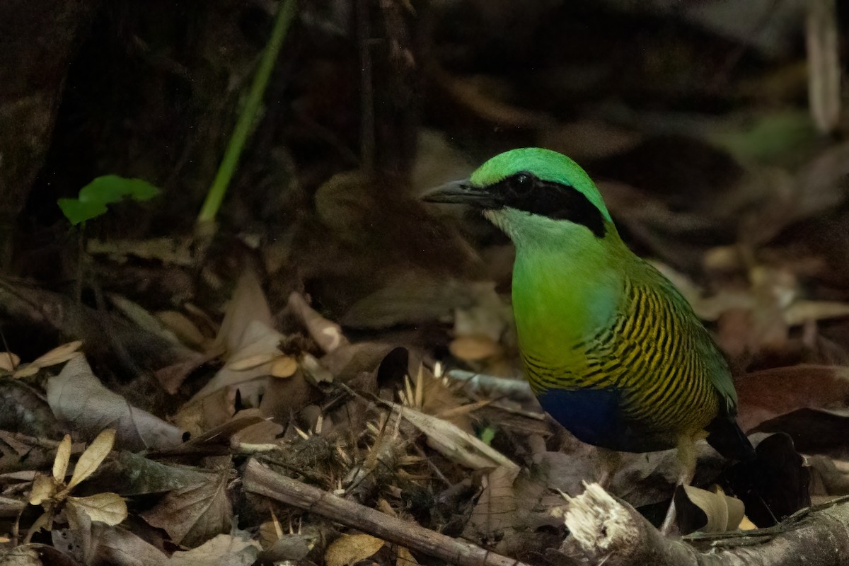 Bar-bellied Pitta - ML643650668