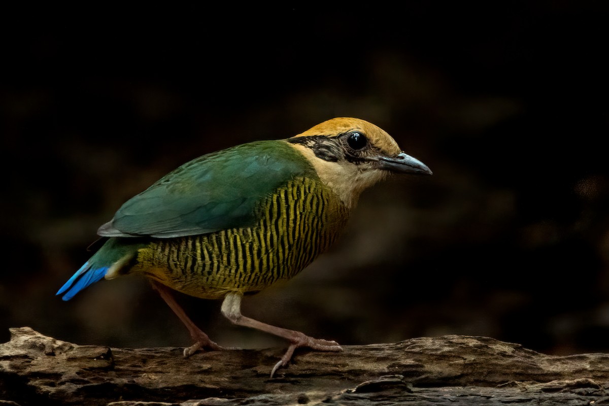 Bar-bellied Pitta - ML643650669
