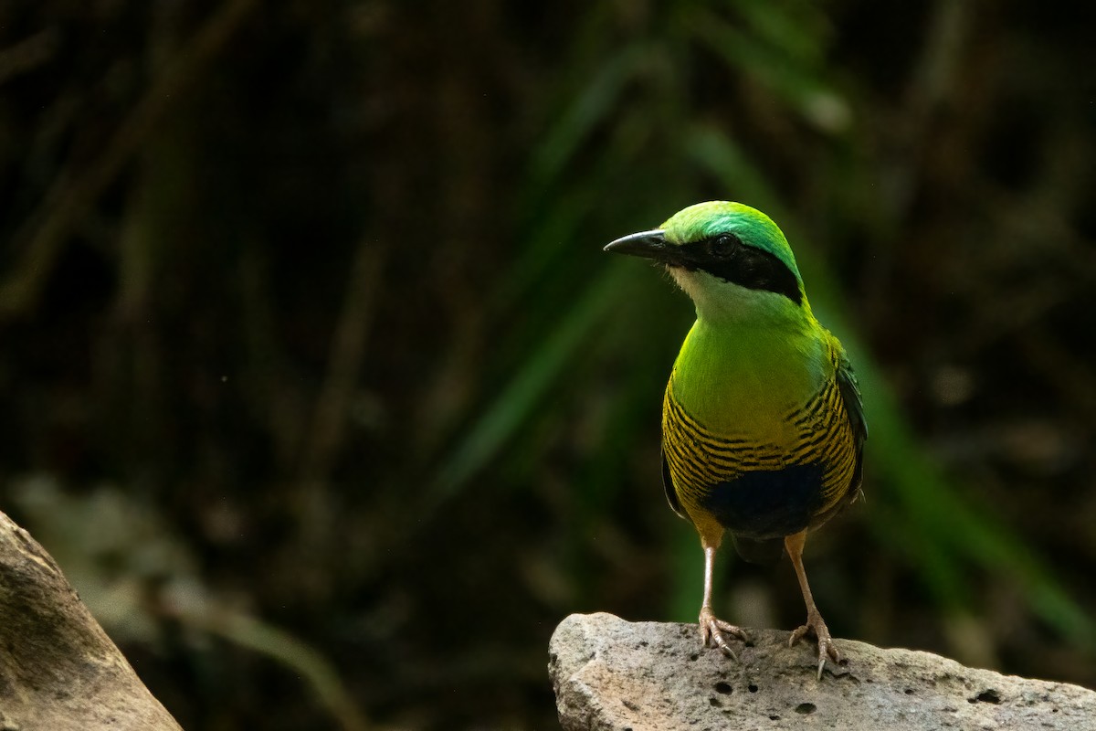 Bar-bellied Pitta - ML643650670