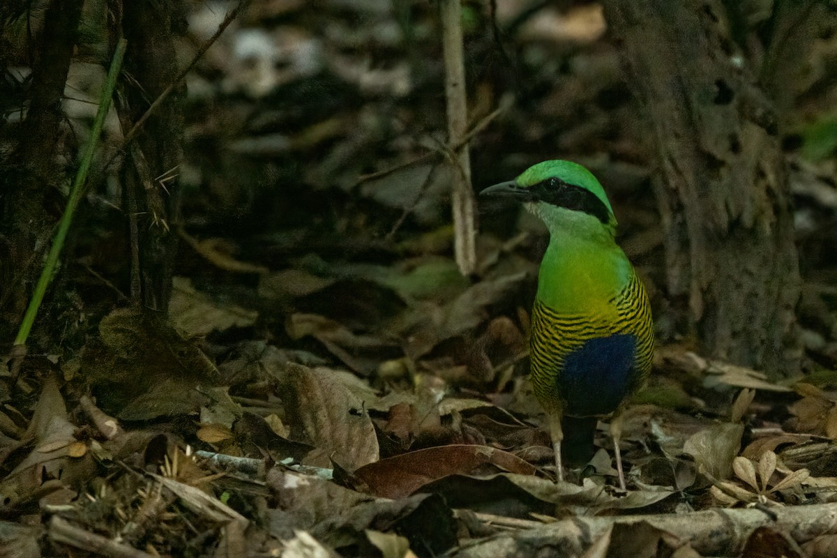 Bar-bellied Pitta - ML643650671