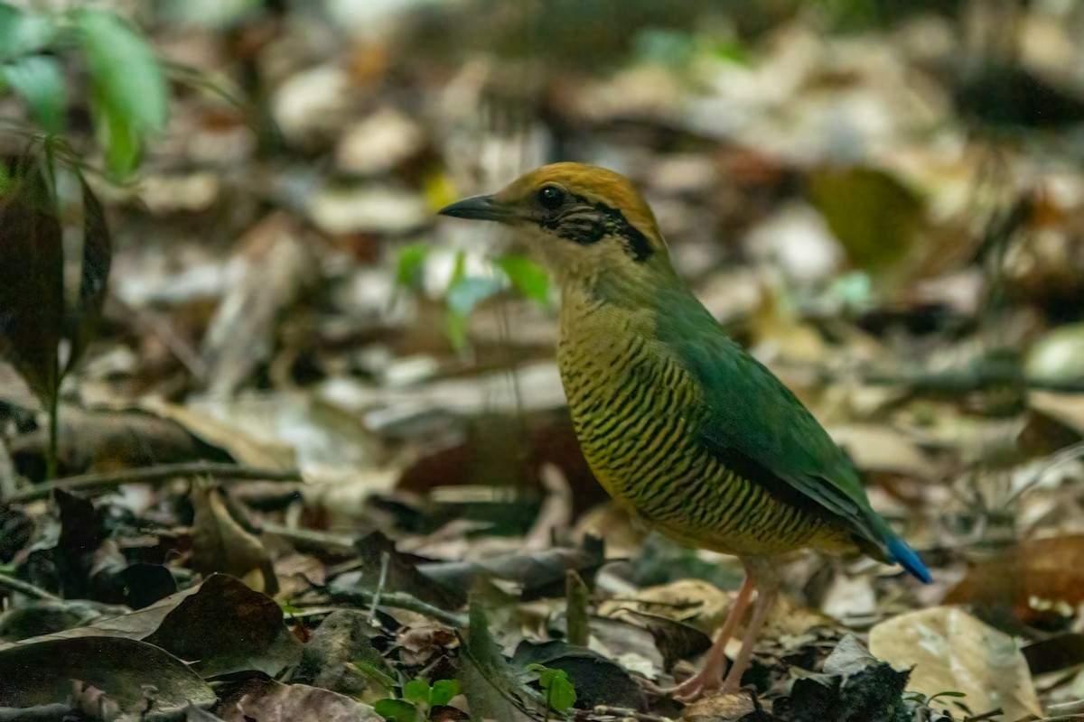 Bar-bellied Pitta - ML643650672