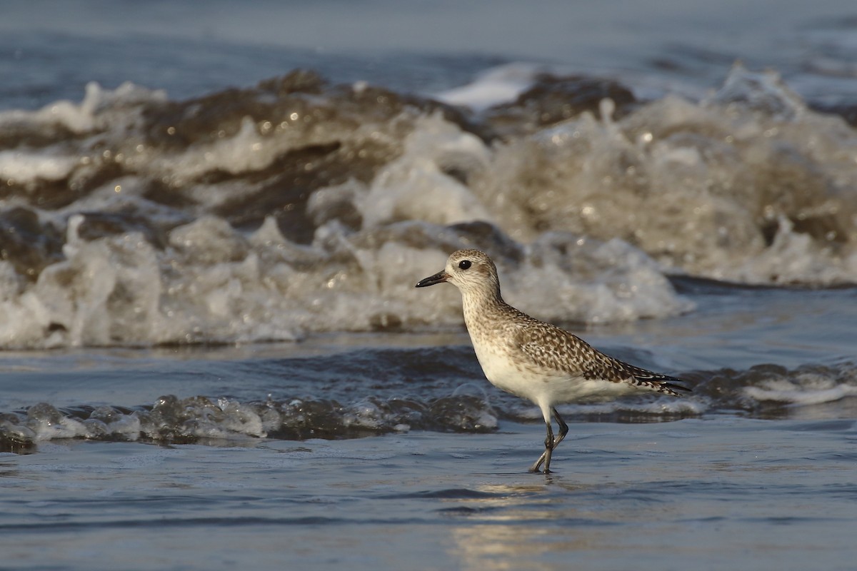 Black-bellied Plover - ML643650674