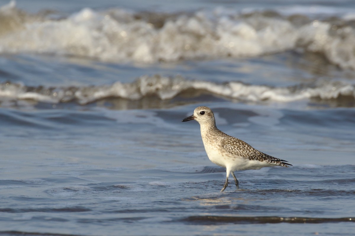 Black-bellied Plover - ML643650675