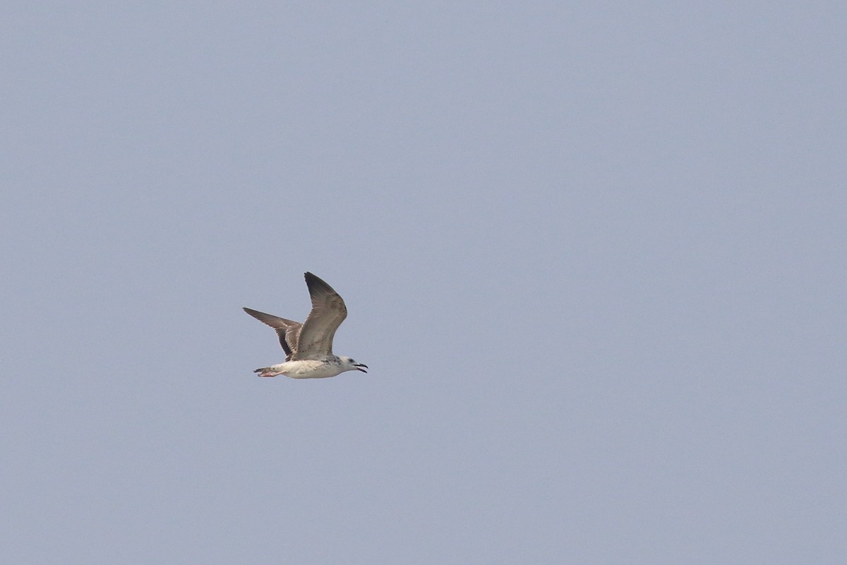 Lesser Black-backed Gull - ML643650698