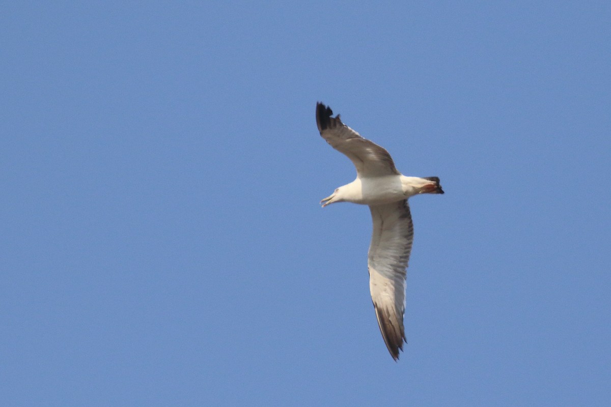 Lesser Black-backed Gull - ML643650700