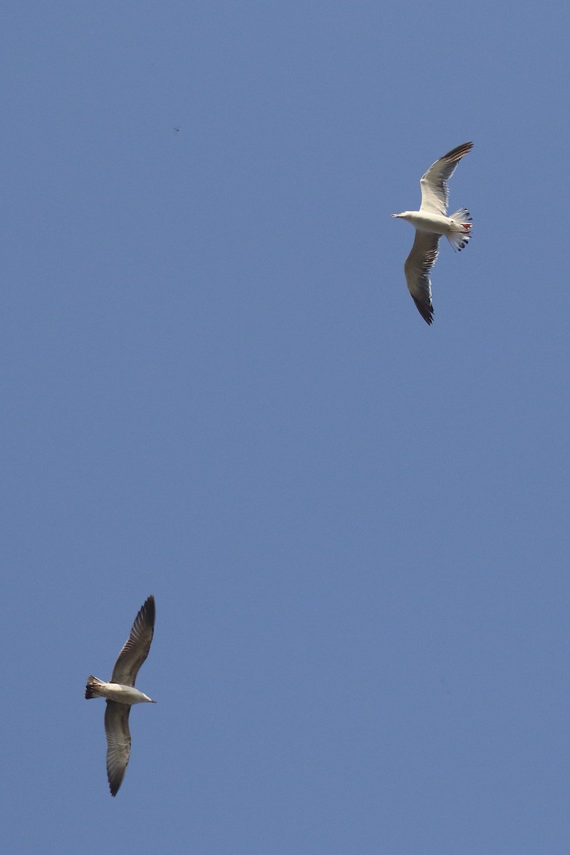 Lesser Black-backed Gull - ML643650701