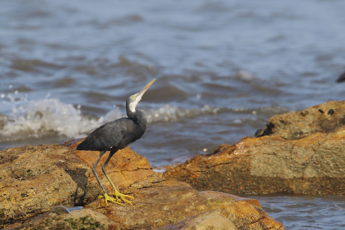 Western Reef-Heron - ML643650721