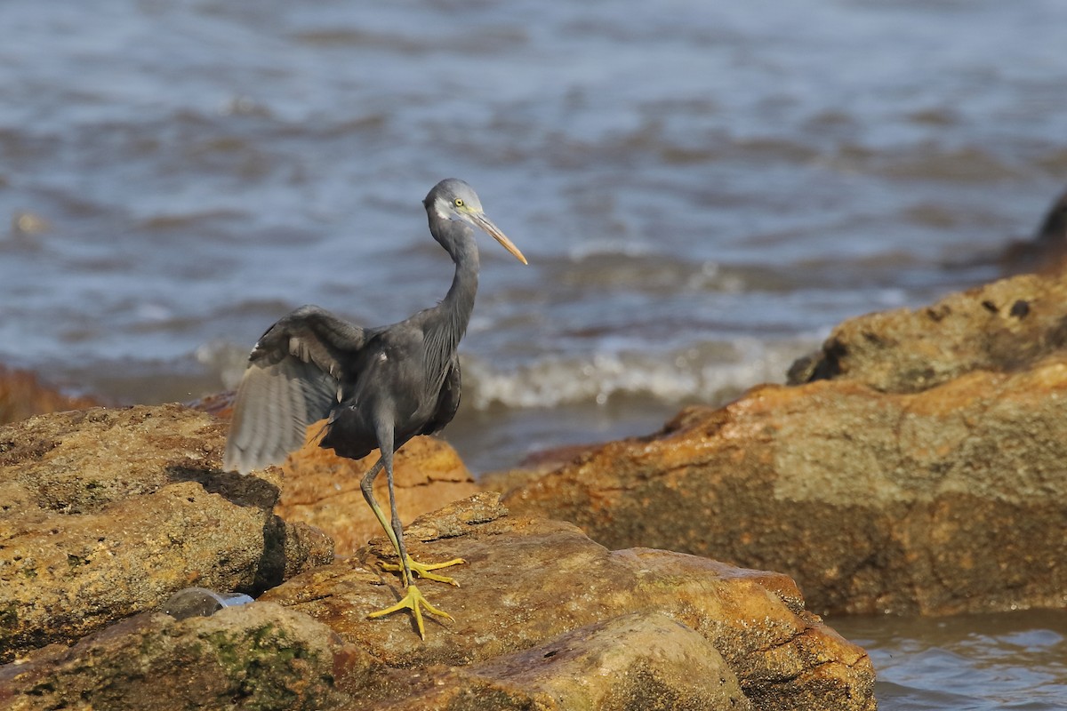 Western Reef-Heron - ML643650722