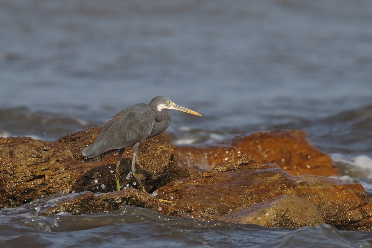 Western Reef-Heron - ML643650723