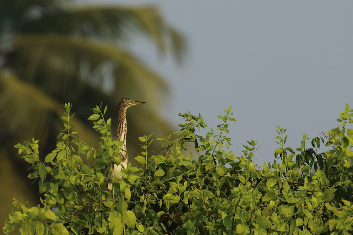 Indian Pond-Heron - ML643650738