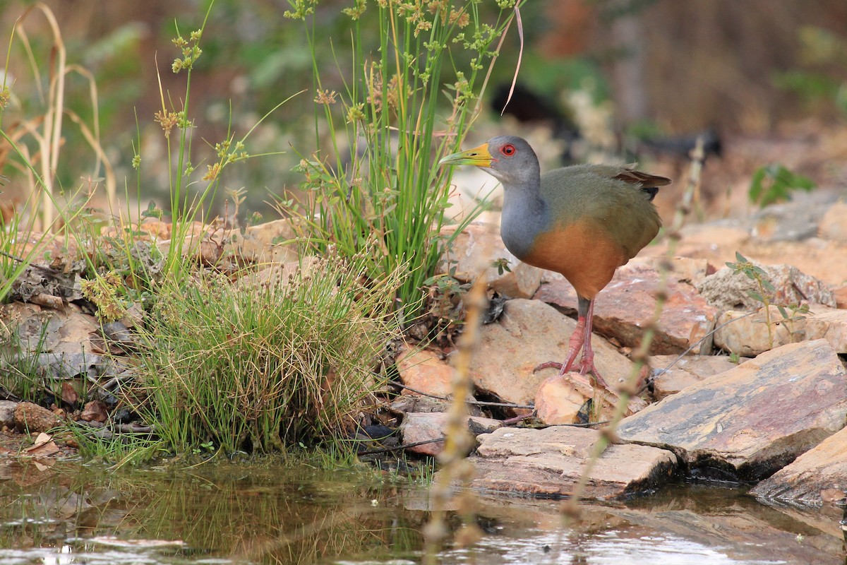 Gray-cowled Wood-Rail - ML643650751