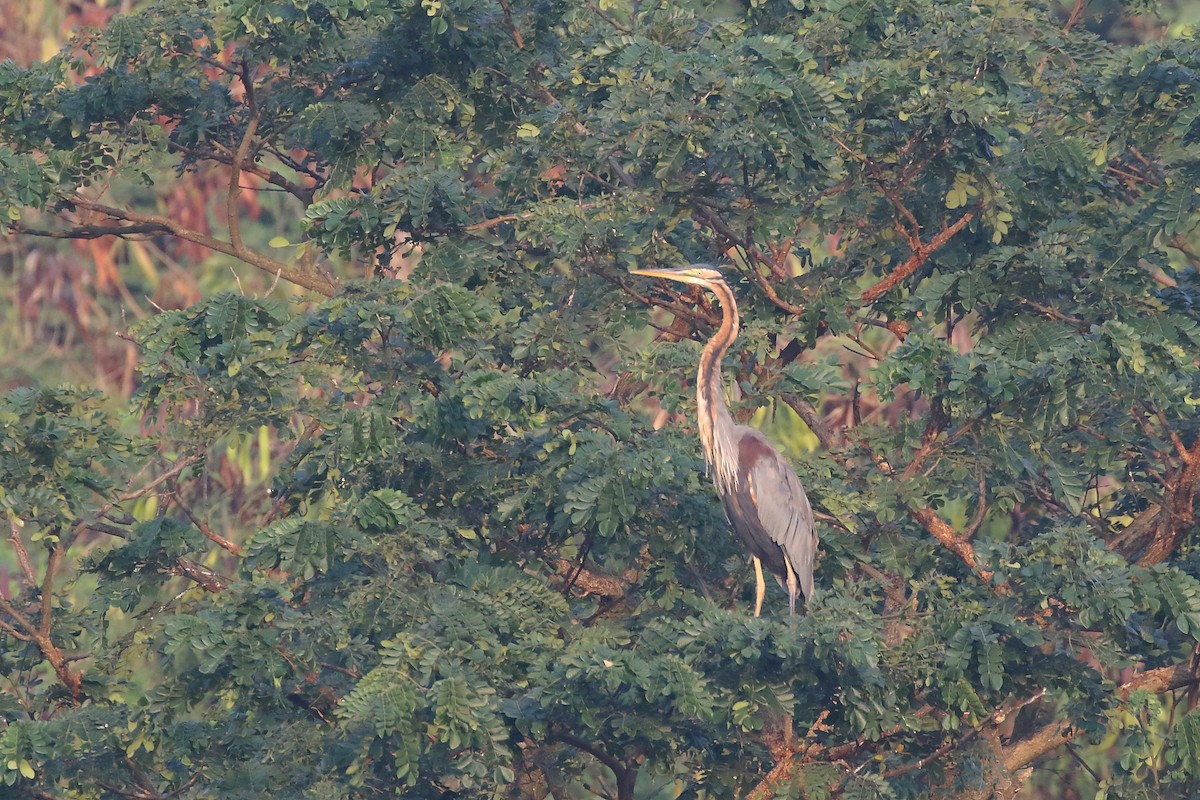 Purple Heron - ML643650752