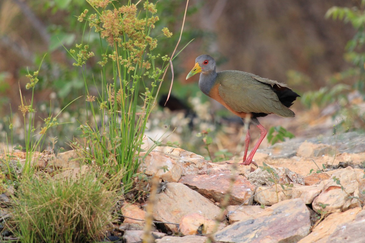 Gray-cowled Wood-Rail - ML643650754