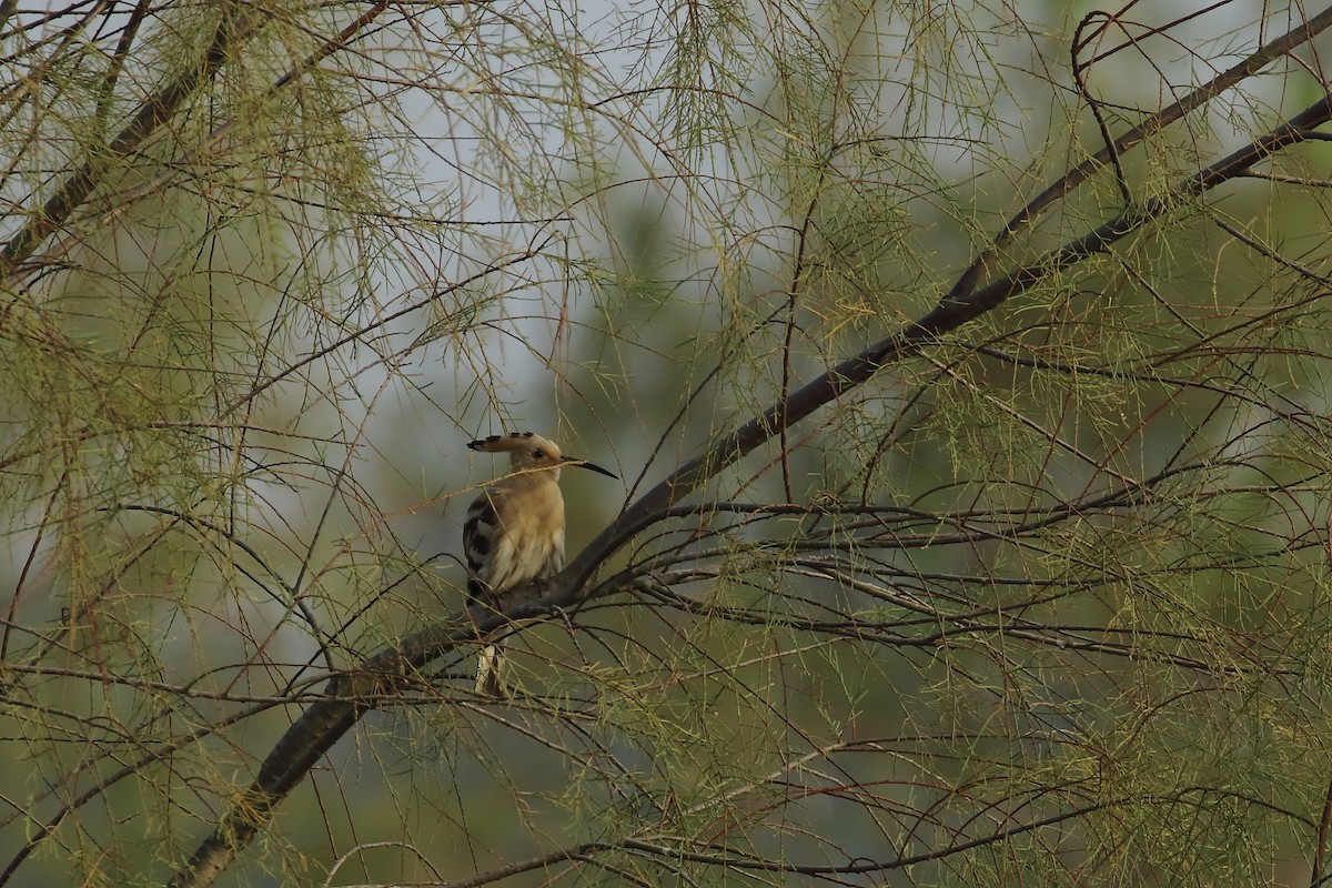 Eurasian Hoopoe - ML643650767