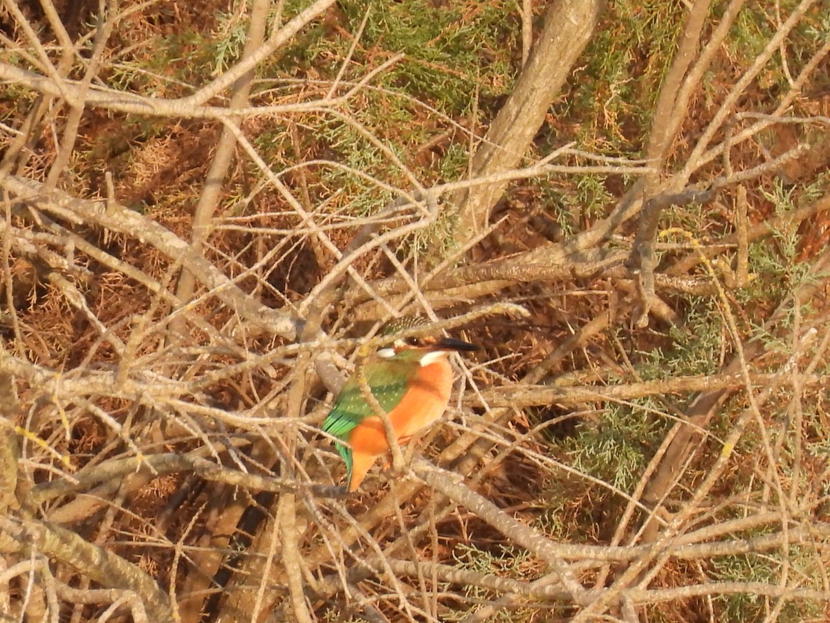 Common Kingfisher - ML643650772
