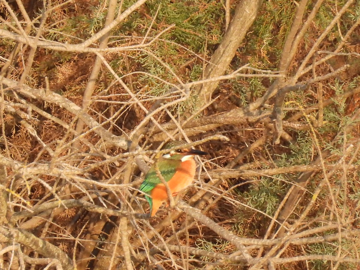 Common Kingfisher - ML643650773