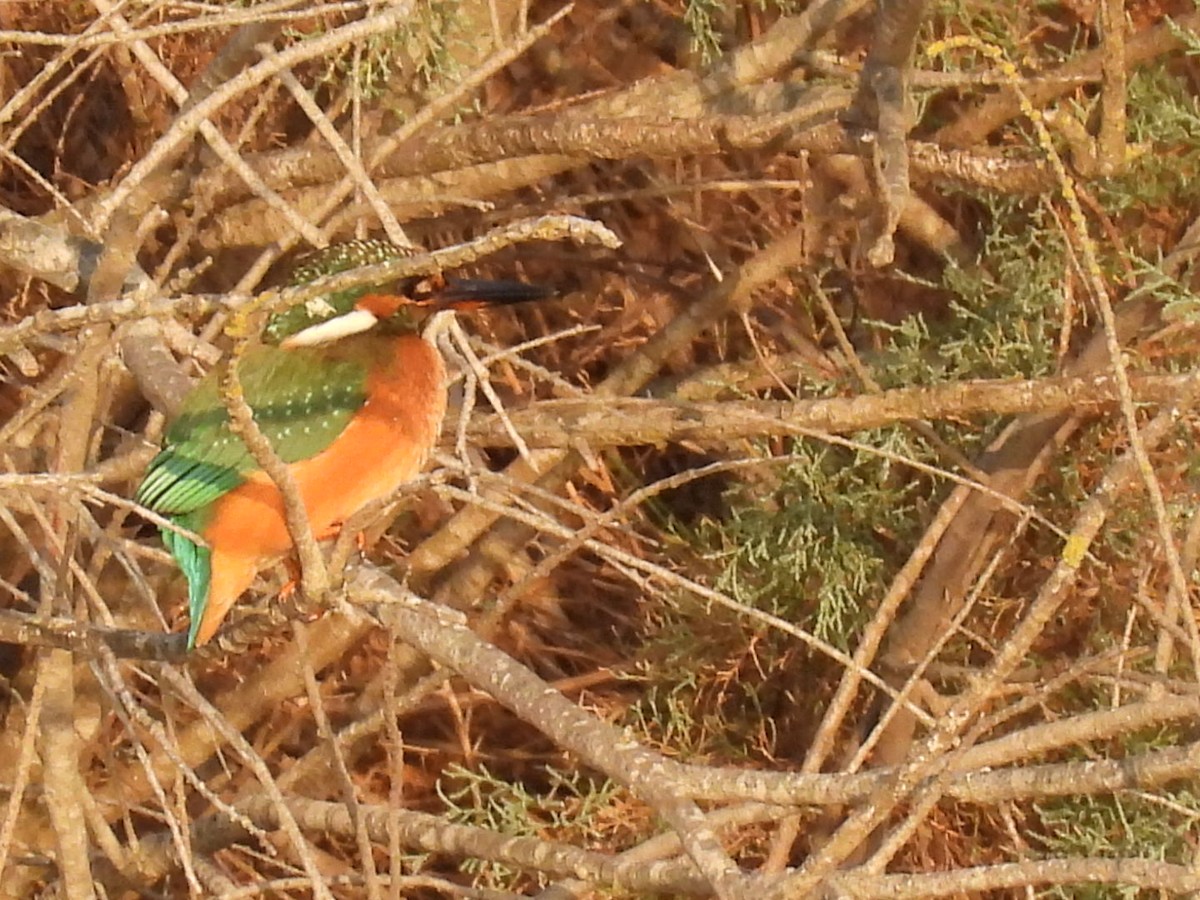 Common Kingfisher - ML643650774