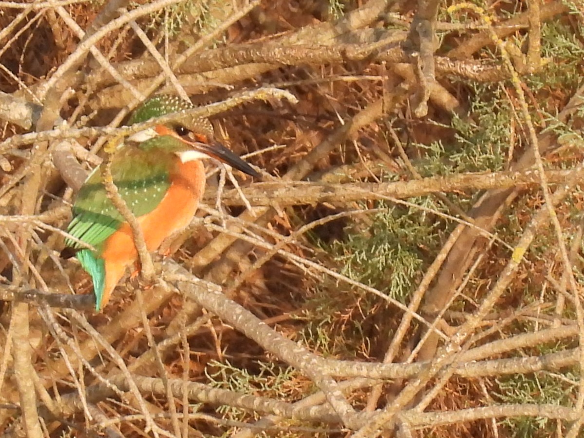 Common Kingfisher - ML643650775