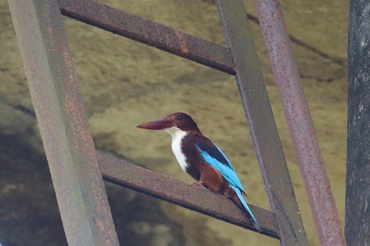 White-throated Kingfisher - ML643650786