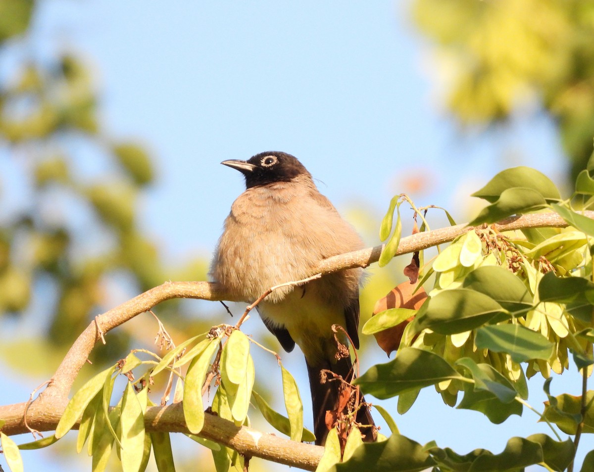 White-spectacled Bulbul - ML643650791