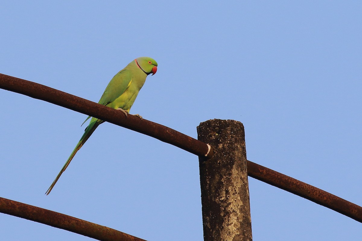 Rose-ringed Parakeet - ML643650803