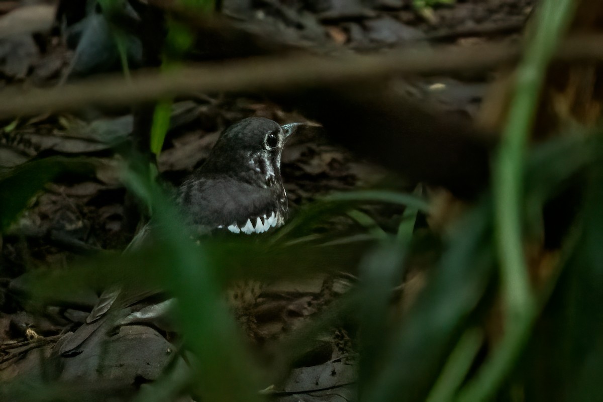 Ashy Thrush - ML643650821
