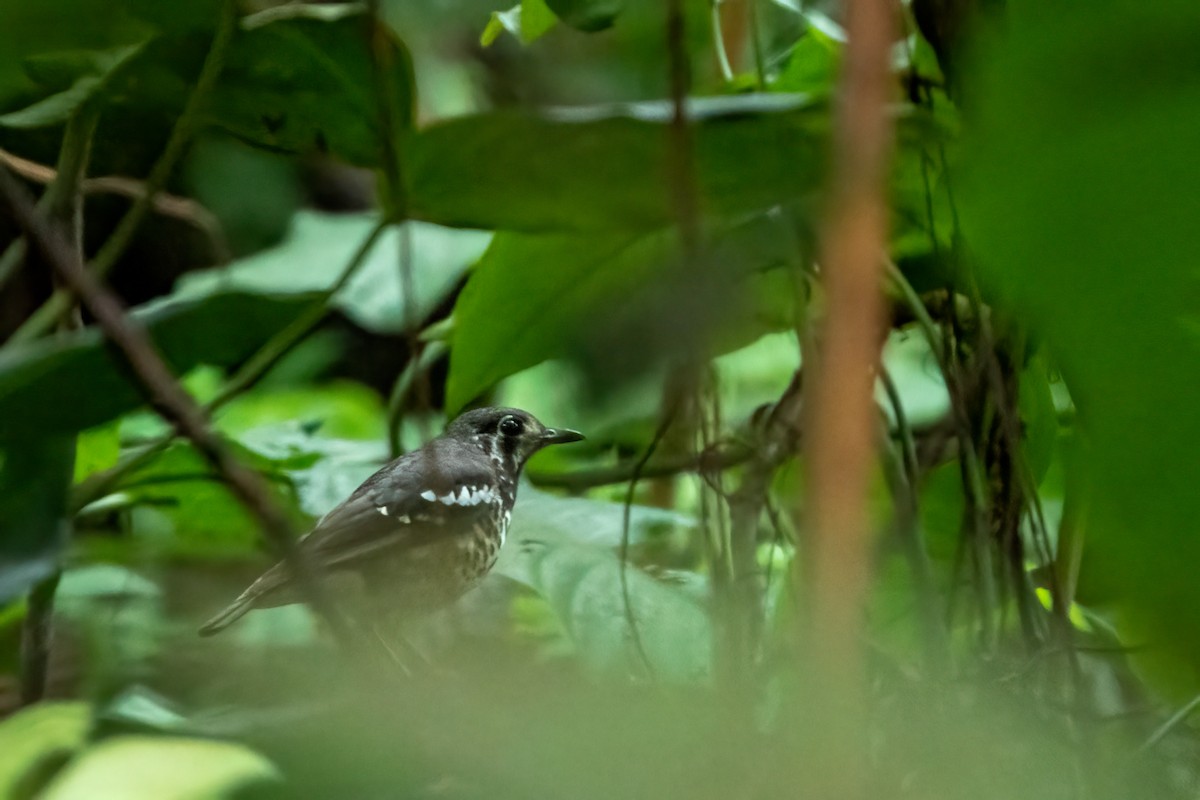 Ashy Thrush - ML643650822