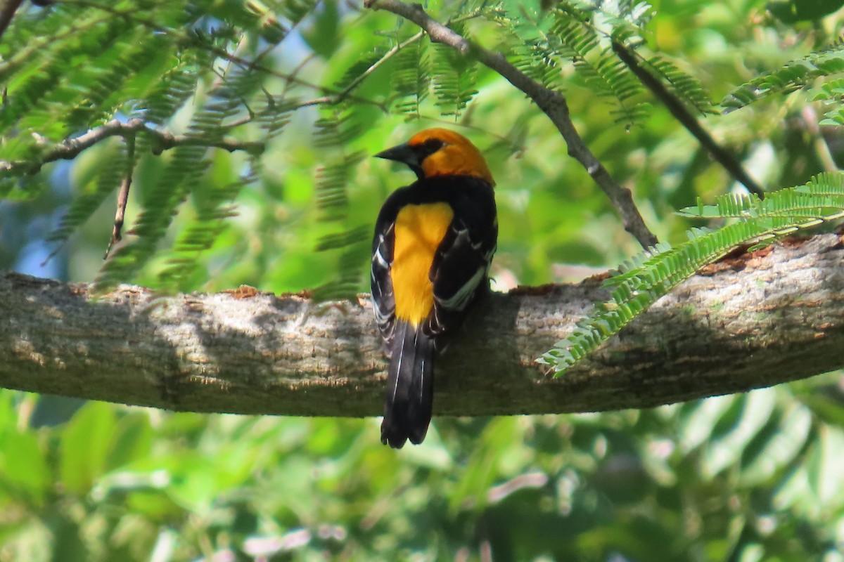 Altamira Oriole - ML643650827