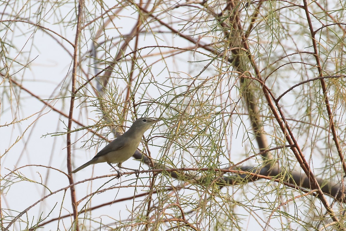 Sykes's Warbler - ML643650829
