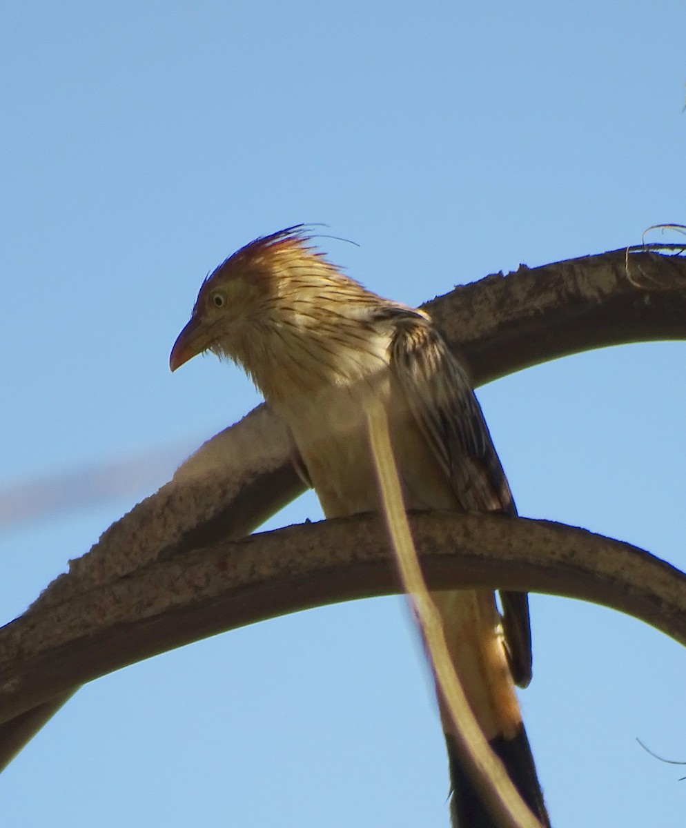 Guira Cuckoo - ML643650836