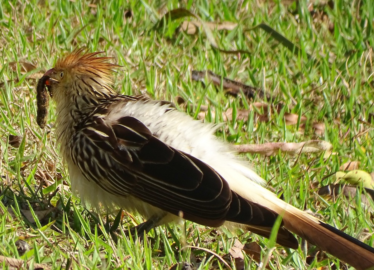 Guira Cuckoo - ML643650837