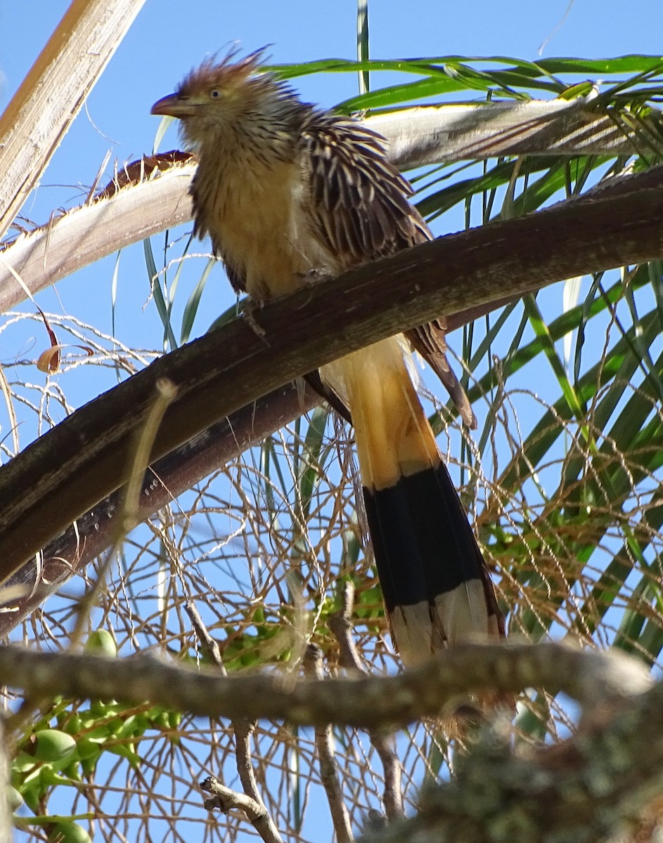 Guira Cuckoo - ML643650838
