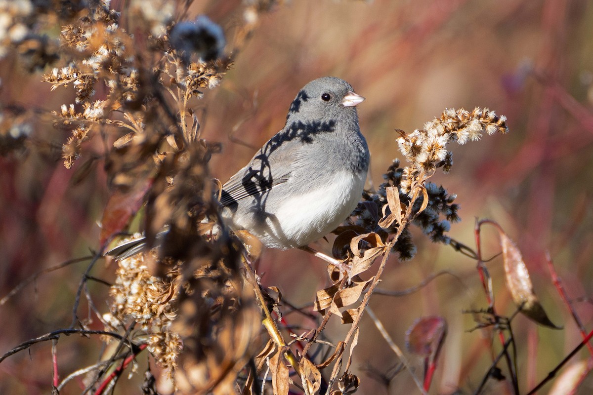 Dark-eyed Junco (Slate-colored) - ML643650843