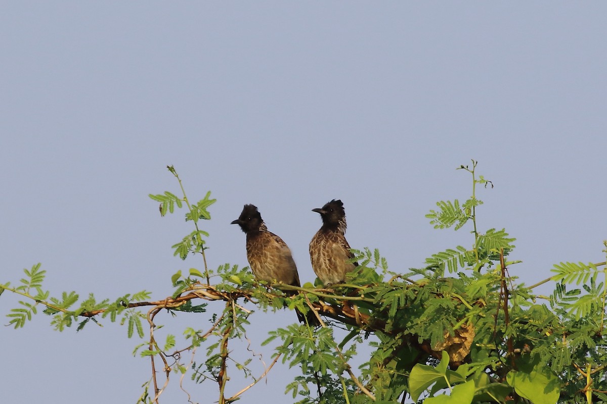 Red-vented Bulbul - ML643650846